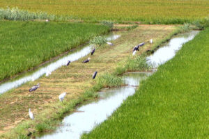 wild bird sanctuary in Italy rice fields